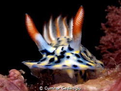 Hypselodoris infucata
Gills in between Rhinophores by Cumhur Gedikoglu 